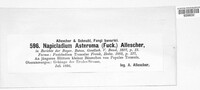 Fusicladium asteroma image